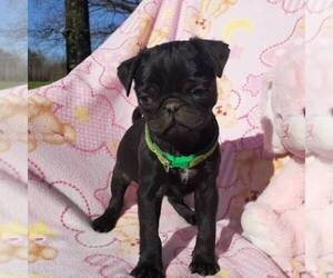 Pug Puppy for sale in MECHANICSVLLE, MD, USA