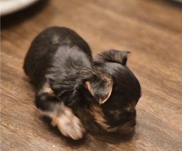 Medium Photo #3 Yorkshire Terrier Puppy For Sale in SALEM, OR, USA