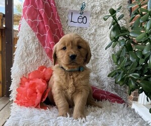 Golden Retriever Puppy for sale in THORP, WI, USA