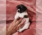 Small Photo #9 Chihuahua Puppy For Sale in MOUNT AIRY, NC, USA