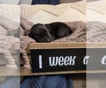 Small Photo #6 Labrador Retriever Puppy For Sale in BONAIRE, GA, USA
