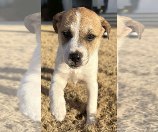 Medium Photo #2 Labrador Retriever-Unknown Mix Puppy For Sale in Holly Springs, NC, USA