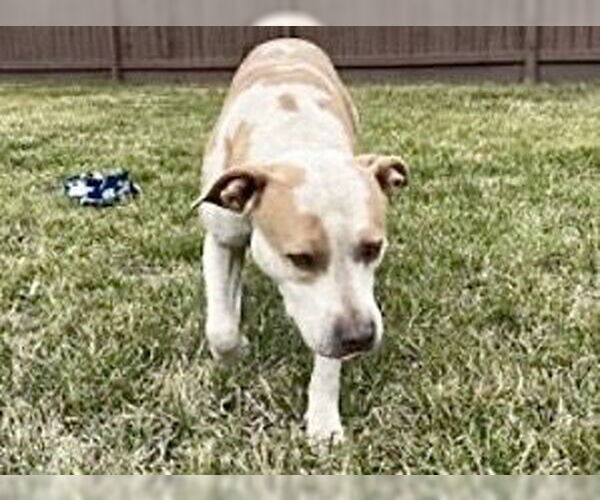 Medium Photo #2 Mutt Puppy For Sale in Houston, TX, USA