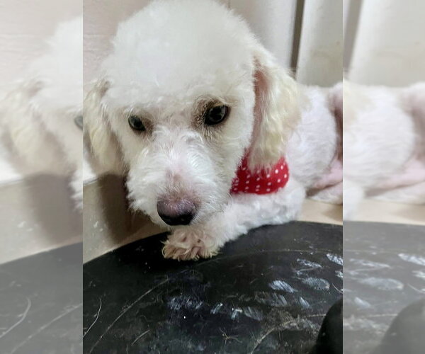 Medium Photo #4 Bichon Frise Puppy For Sale in San Diego, CA, USA