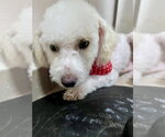 Small #3 Bichon Frise
