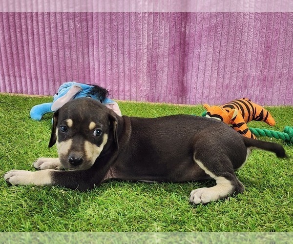 Medium Photo #7 Catahoula Leopard Dog Puppy For Sale in CUMBY, TX, USA