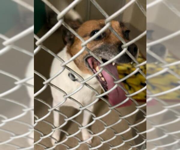 Medium Photo #1 Mutt Puppy For Sale in Newton, NC, USA