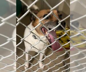 Mutt Dogs for adoption in Newton, NC, USA