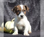 Small Photo #1 Jack Russell Terrier Puppy For Sale in LEBANON, PA, USA