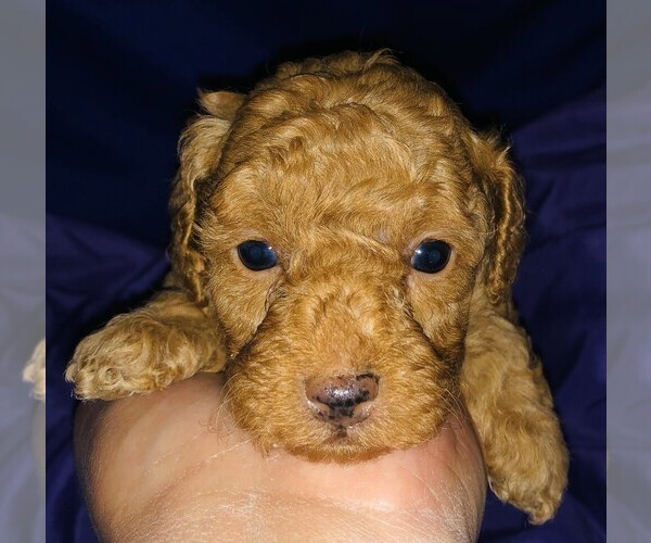 Medium Photo #21 Poodle (Toy) Puppy For Sale in CARTHAGE, MO, USA