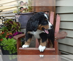 Small #1 Bernese Mountain Dog