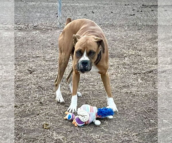 Medium Photo #3 Boxer Puppy For Sale in Dumont, NJ, USA