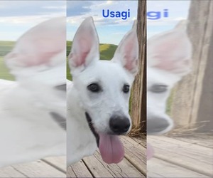 Mutt Dogs for adoption in Minneapolis, MN, USA
