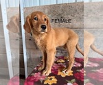 Small #18 Golden Retriever