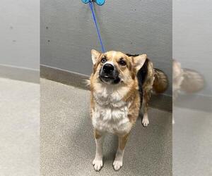 Gerberian Shepsky Dogs for adoption in Las Vegas, NV, USA