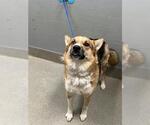 Small Gerberian Shepsky