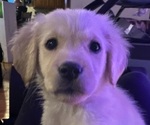 Puppy Nubby Golden Retriever