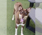 Small #3 Australian Kelpie-Siberian Husky Mix