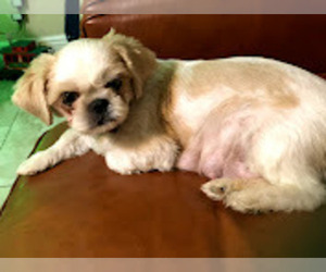 Mother of the Shih Tzu puppies born on 03/10/2022