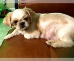 Small Photo #1 Shih Tzu Puppy For Sale in CLEARWATER, FL, USA