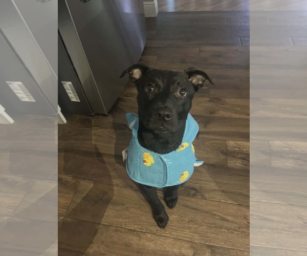 Medium Photo #4 Labrador Retriever-Unknown Mix Puppy For Sale in oakland, FL, USA