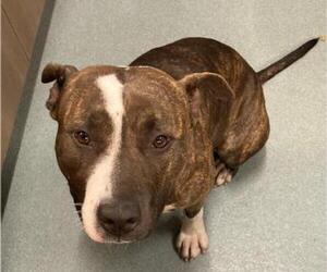 American Pit Bull Terrier-Unknown Mix Dogs for adoption in Baytown, TX, USA