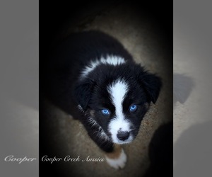 Miniature Australian Shepherd Puppy for sale in SMITHVILLE, AR, USA