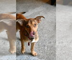 Small #5 Miniature Pinscher Mix