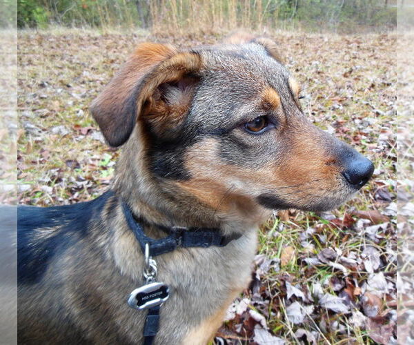 Medium Photo #11 German Shepherd Dog-Pembroke Welsh Corgi Mix Puppy For Sale in Newnan, GA, USA