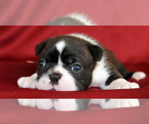 Boston Terrier Puppy for sale in BROOKSVILLE, FL, USA