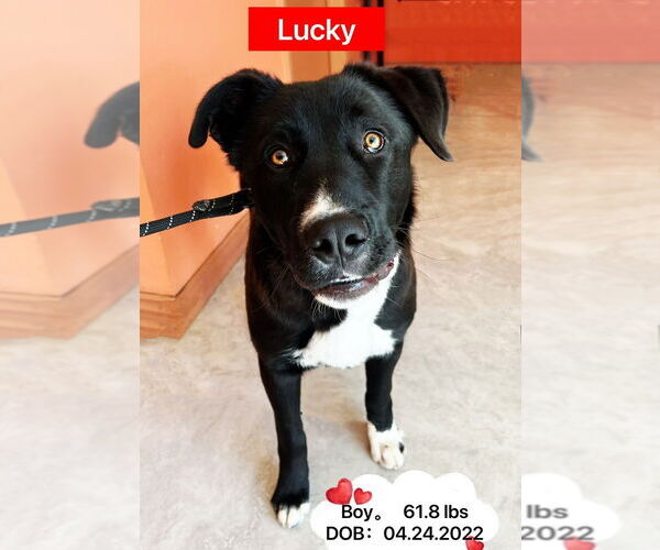 Medium Photo #4 Catahoula Leopard Dog-Labrador Retriever Mix Puppy For Sale in West Hollywood, CA, USA