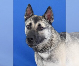 Gerberian Shepsky Dogs for adoption in Pasadena, CA, USA