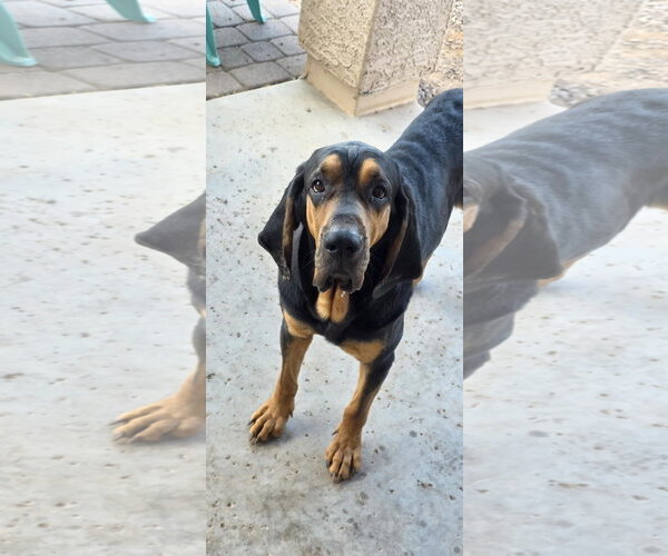Medium Photo #1 Bloodhound Puppy For Sale in Chandler, AZ, USA