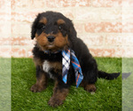 Small Photo #4 Miniature Bernedoodle Puppy For Sale in ARGYLE, IA, USA