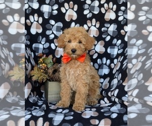 Cock-A-Poo Puppy for sale in OXFORD, PA, USA