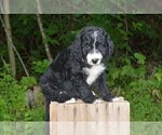 Puppy 3 Bernedoodle
