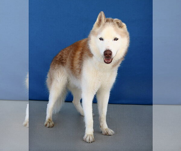 Medium Photo #2 Siberian Husky Puppy For Sale in Pasadena, CA, USA