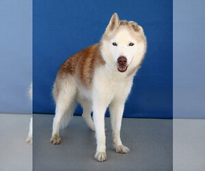 HERO - Male Siberian Husky Dog for Adoption - Photo #2