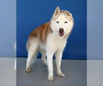 Small #1 Siberian Husky