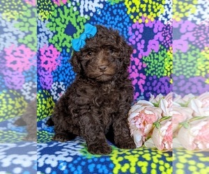 Poodle (Miniature)-Shepadoodle Mix Puppy for sale in GLEN ROCK, PA, USA