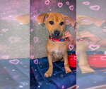 Small #5 Chihuahua Mix