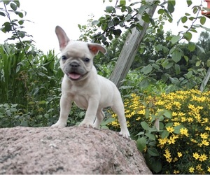 French Bulldog Puppy for sale in WOOSTER, OH, USA