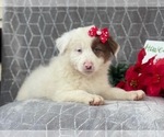 Small Photo #5 Australian Shepherd Puppy For Sale in LAKELAND, FL, USA