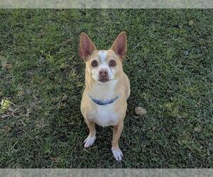 Chihuahua Dogs for adoption in San Clemente, CA, USA