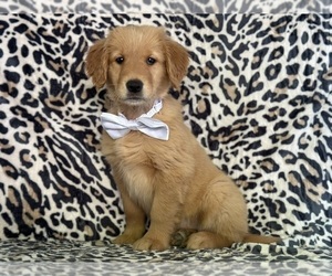 Golden Retriever Puppy for sale in LANCASTER, PA, USA