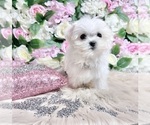 Small #41 Maltese