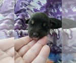 Small Photo #25 Australian Shepherd-Pembroke Welsh Corgi Mix Puppy For Sale in GALLEGOS, NM, USA