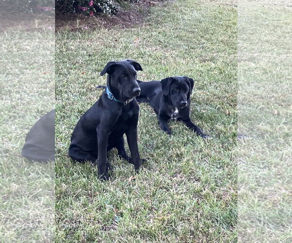 Medium Photo #4 Mutt Puppy For Sale in Rockaway, NJ, USA