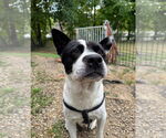 Small #3 American Staffordshire Terrier Mix