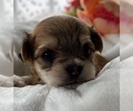 Small #7 Morkie